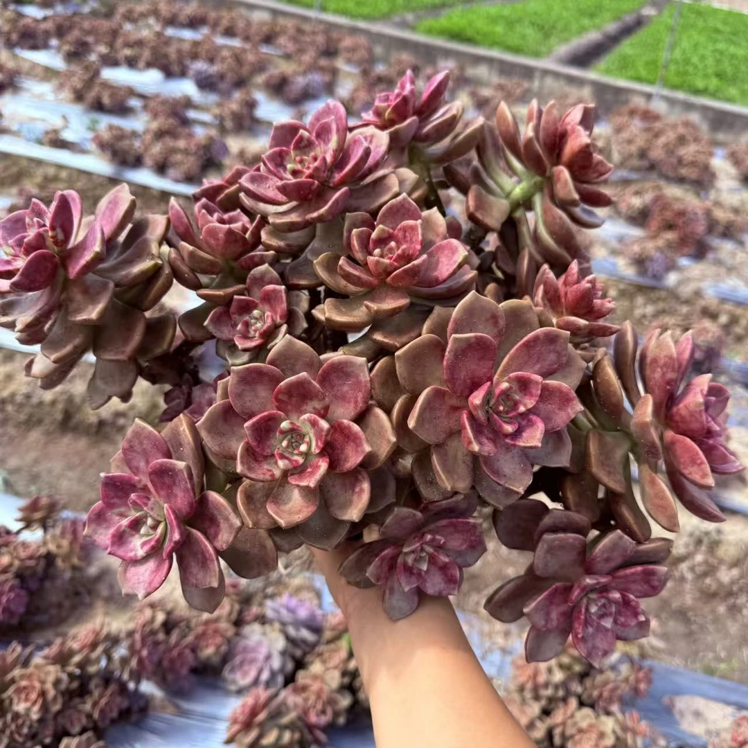 超大鹅肝紫乐老桩多肉植物好养可净化空气适合阳台种植