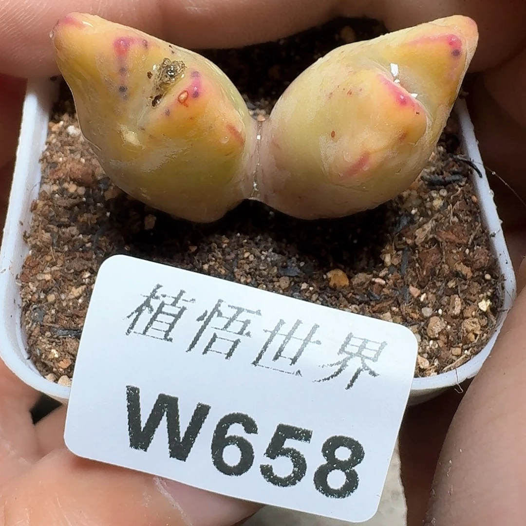 658盒多肉植物哇f