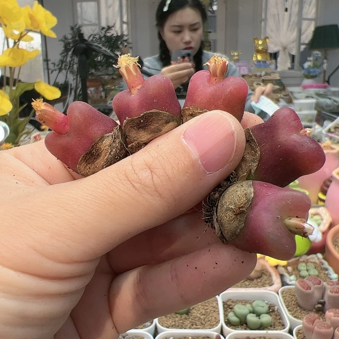 【闪购商品】253 特红水蜜桃