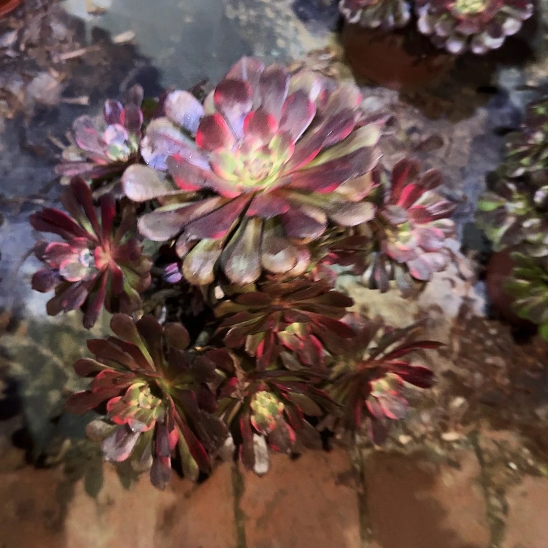 多肉植物烟花0585