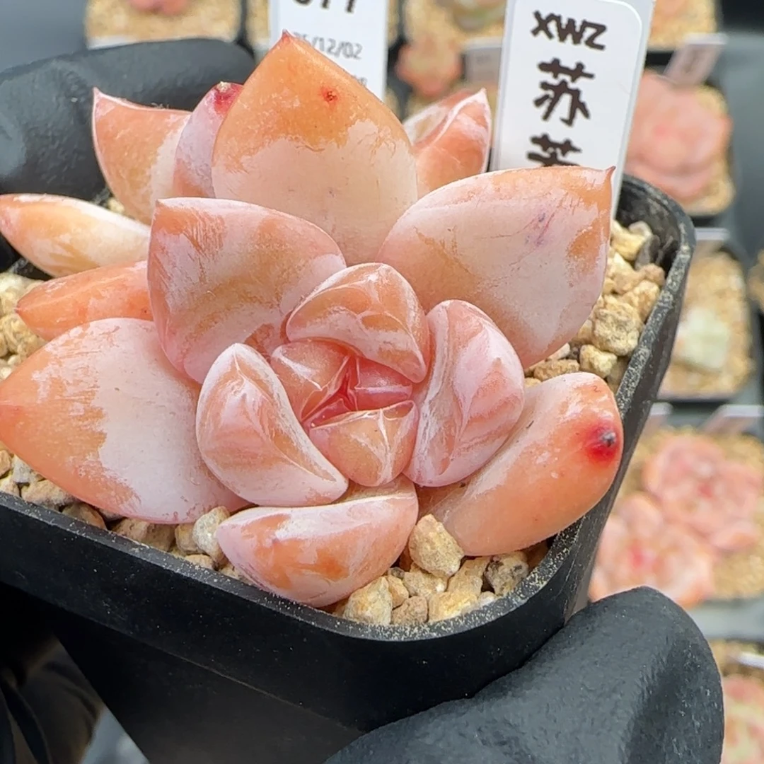 077  苏芳   5厘米盆