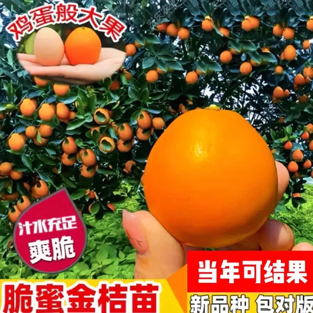 融安脆蜜金柑果树苗带果耐寒橘子树苗金桔树苗脆皮金桔苗当年结果