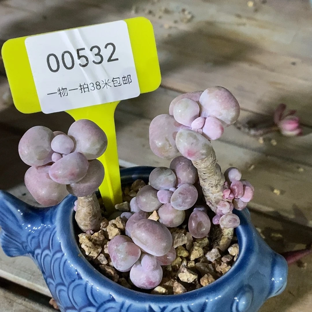 00532，按照辣椒素我咯哦