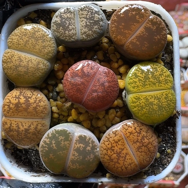 生石花1112111。   195