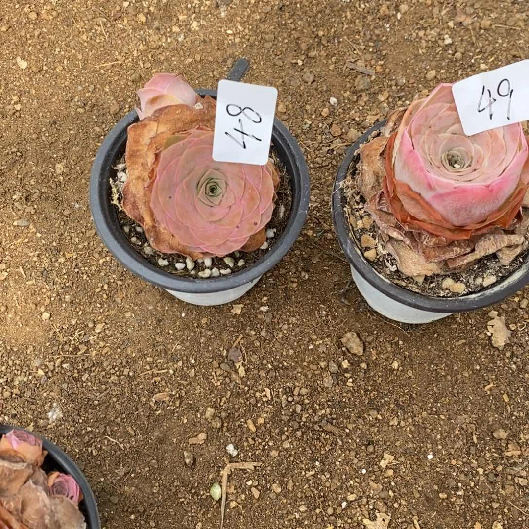 明***胖山地玫瑰00000048/49