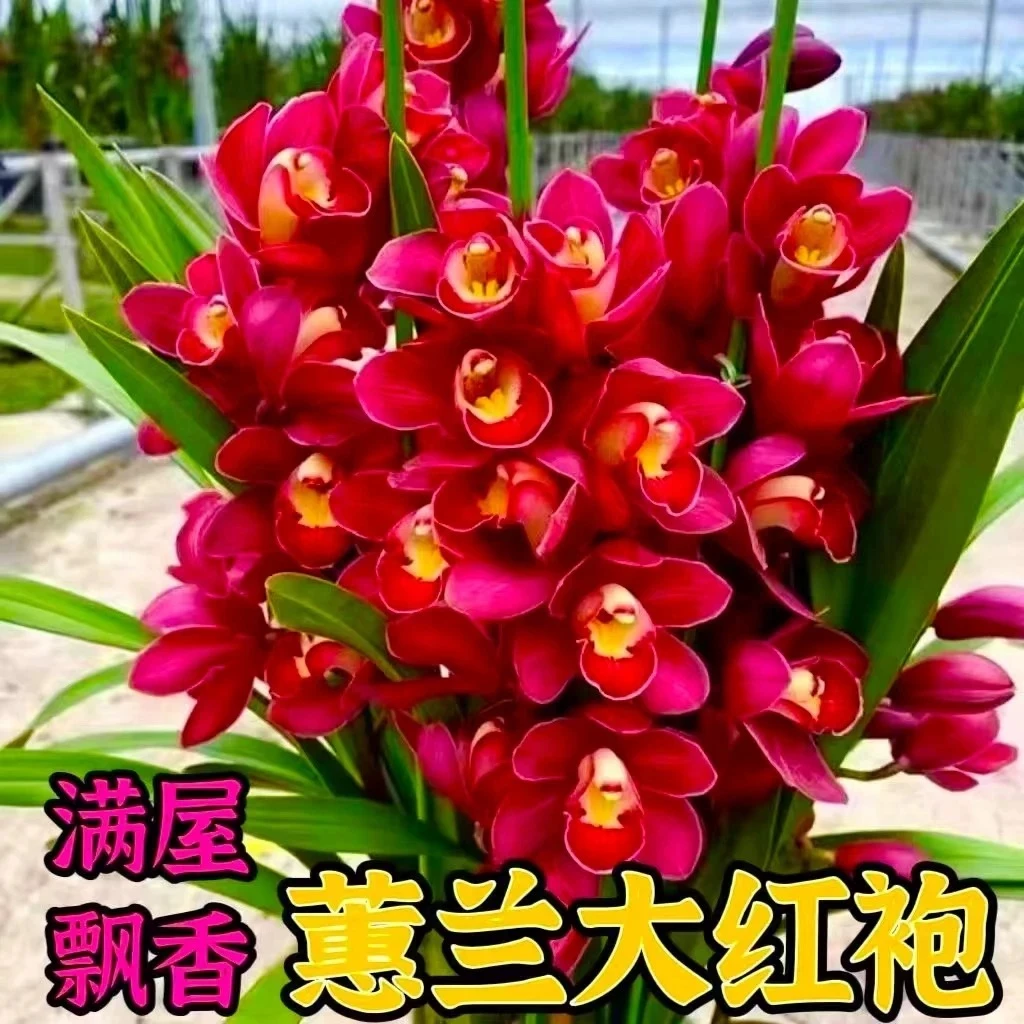 浓香型大花兰花盆栽室内外好养易活四季开花