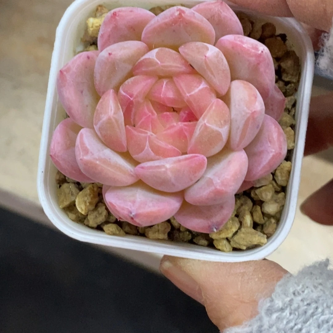 精品多肉一物一拍不包整470