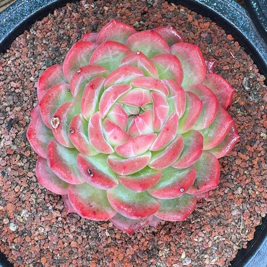 从前慢多肉精选编号1116-279