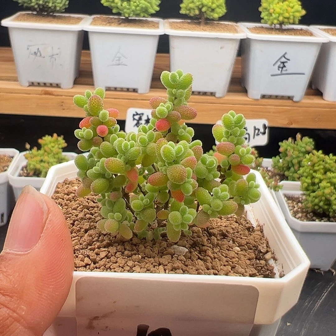 ～**～10号密橘糖球5.13多肉