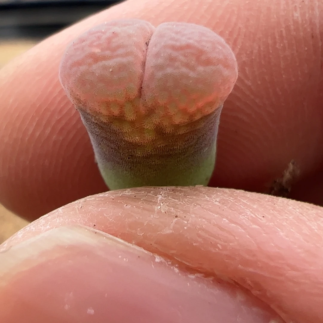 一物一拍紫红流沙。 364