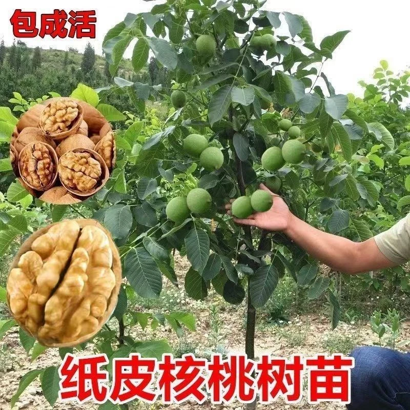 正宗纸皮核桃树苗嫁接薄皮核桃苗耐寒现挖南北方种植当年结果树苗