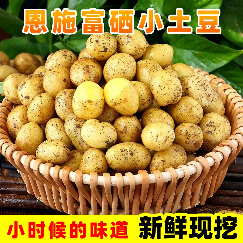湖北恩施小土豆富硒迷你黄心土豆新鲜现挖马铃薯粉糯洋芋农家自种