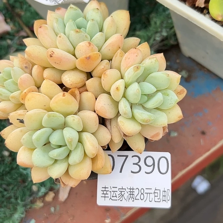幸运儿是一位很有才华又