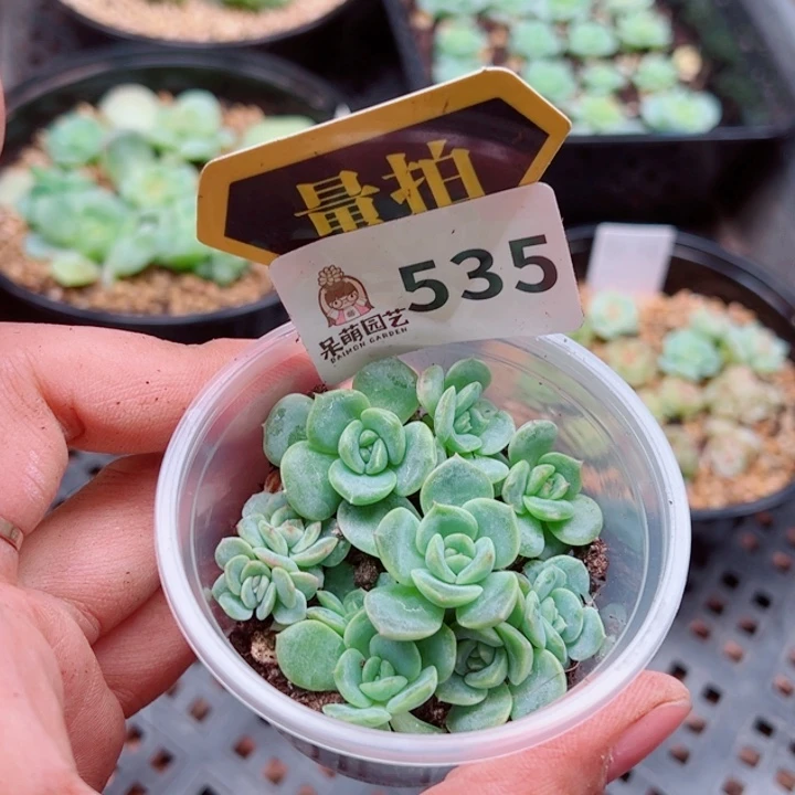 多肉植物多肉植物