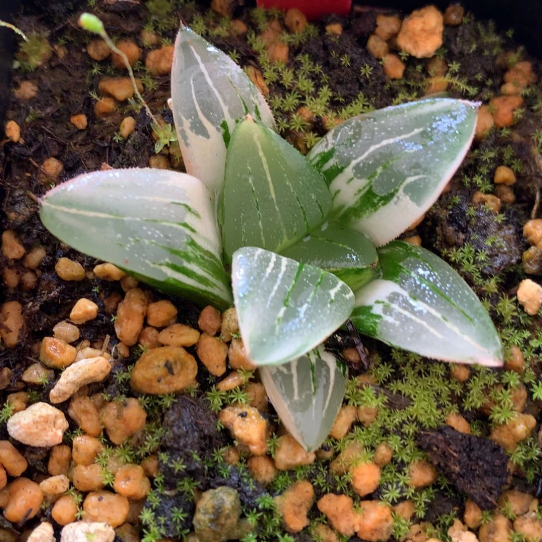 寿锦，带盆土发货