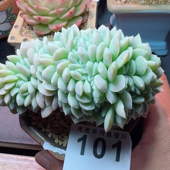 奶油美人         精控精养多肉植物