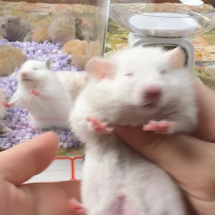 卷毛重点色弟弟DD