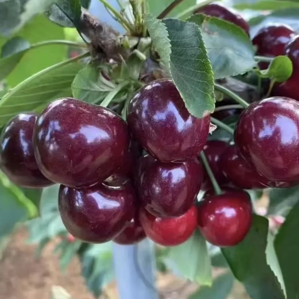 【一物一拍】车厘子樱桃苗自花授粉南北方种植盆栽地栽（二公分左右）