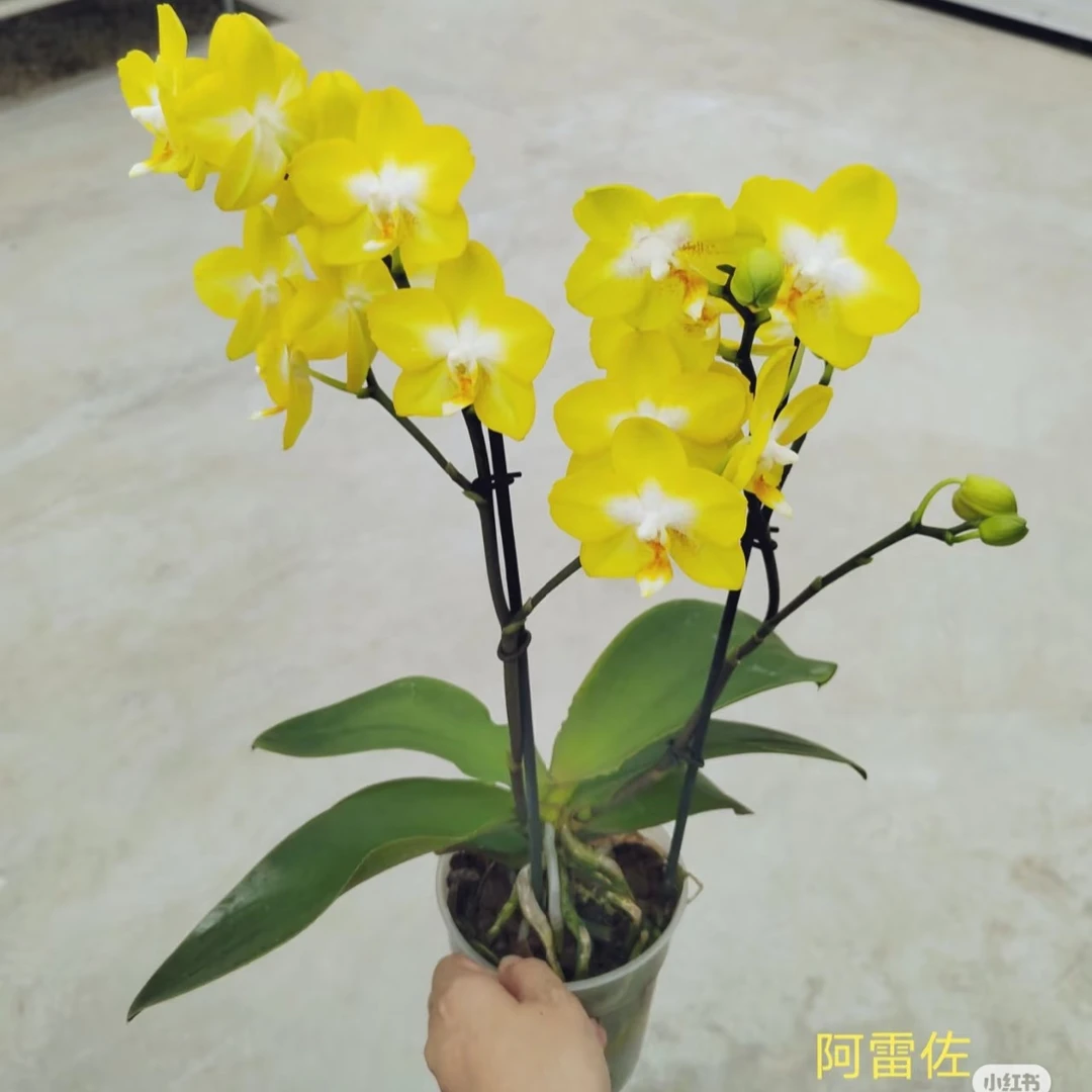 2.8寸杯带花剑《阿雷佐》安祖蝴蝶兰花苗目前没有开花