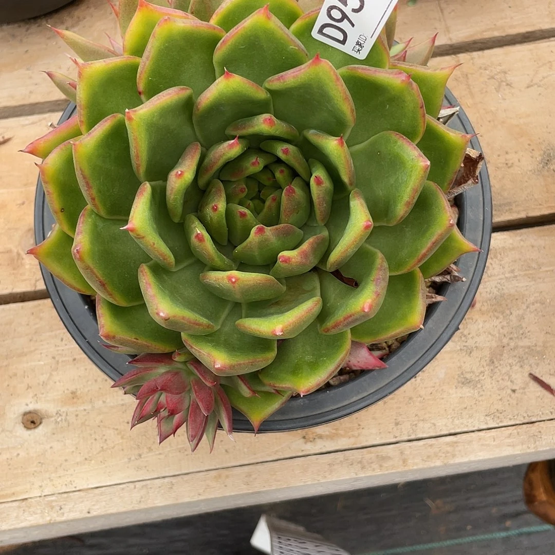 若如东云组拍D955