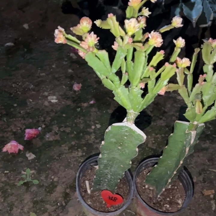 落***叶当前无花栽培后可以开花045补差价358