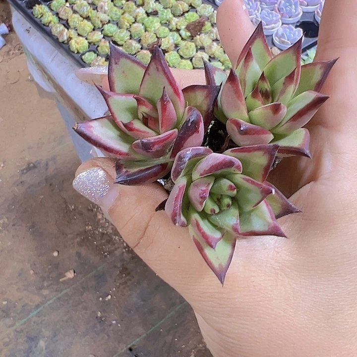 乌木3个苗19包邮多肉植物