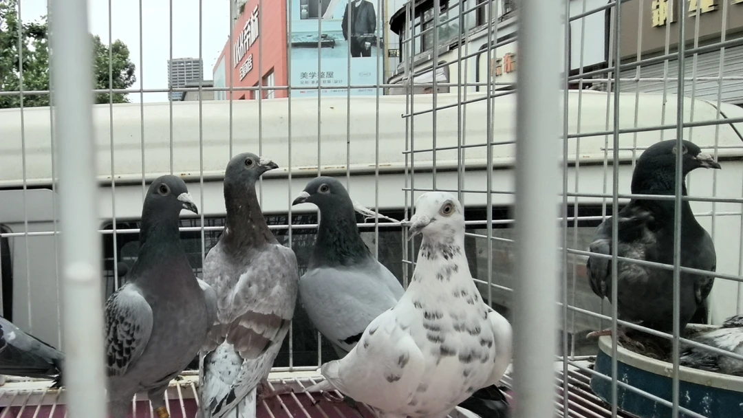 种鸽适合养殖繁育
