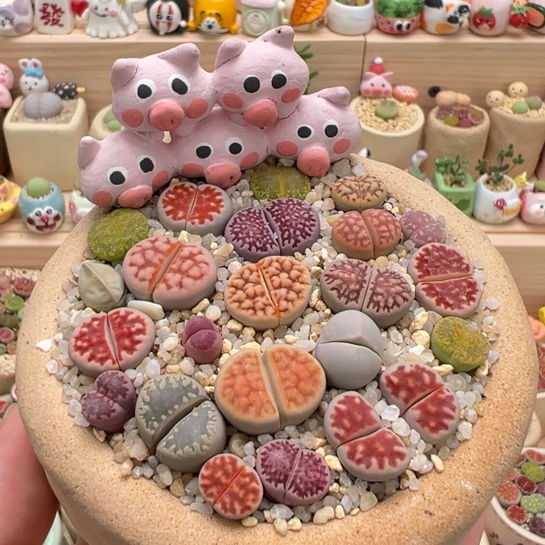 多肉植物2号彩色拼盘