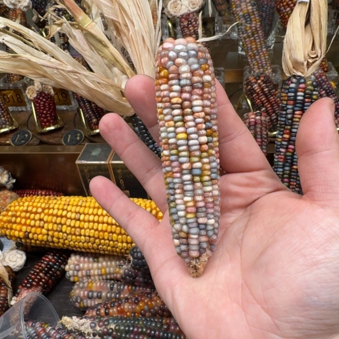 柏香籽/百香籽吊坠粥*?