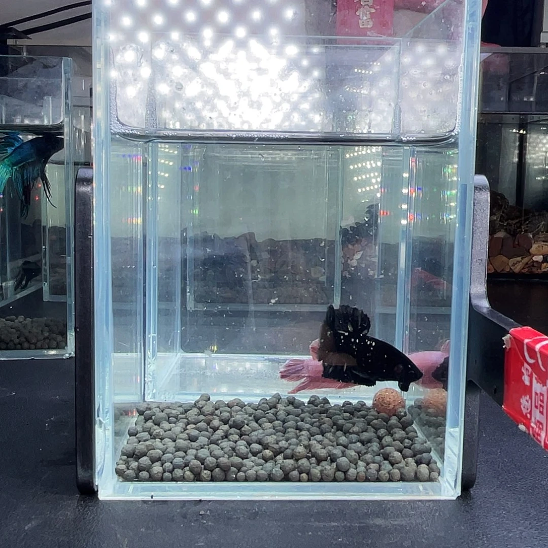 斗鱼27号914晚暗黑