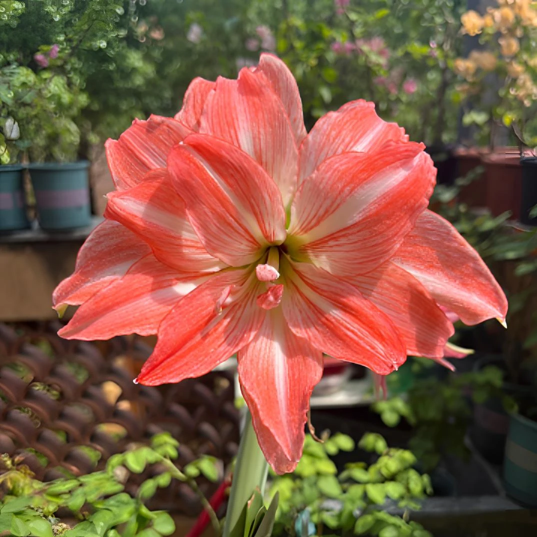 【珍妮小姐】朱顶红重瓣基地自然球