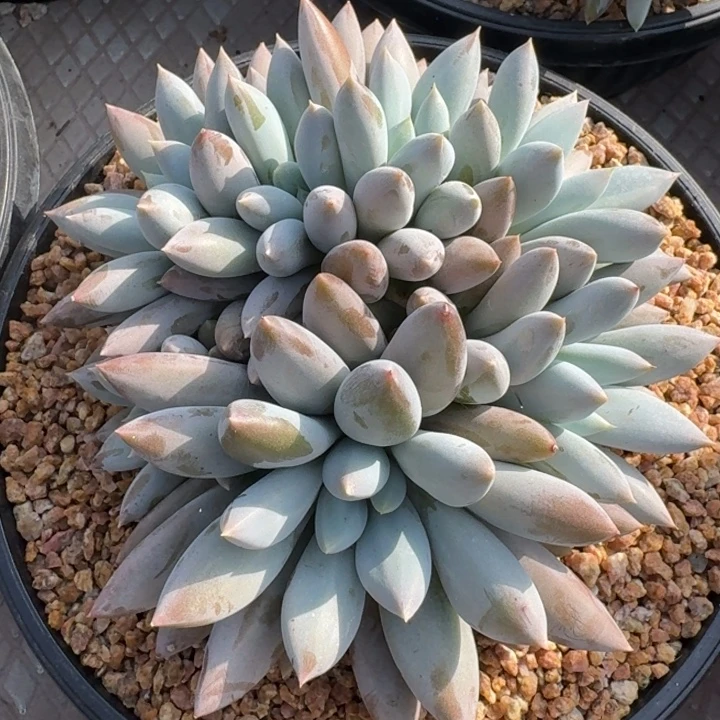 多肉植物哥特萝莉