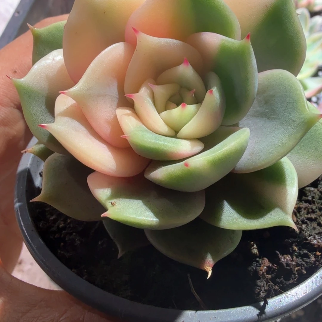 贝加尔湖  锦上园艺一物一拍