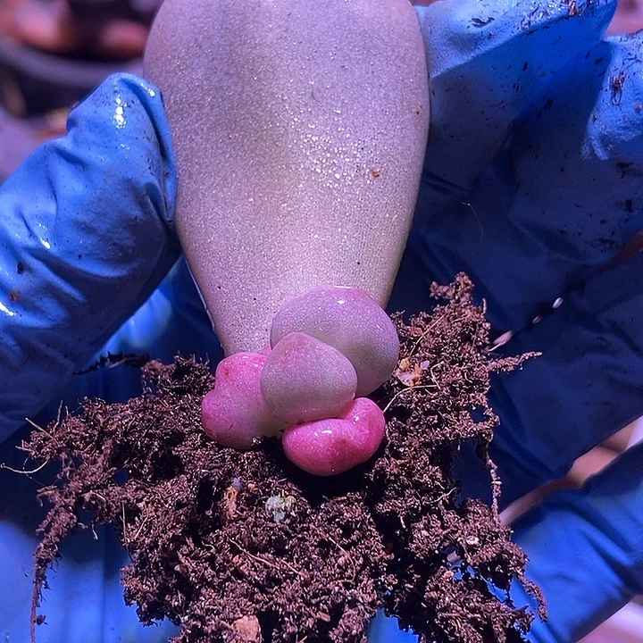 油煎丸子锦多肉植物