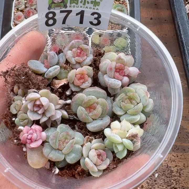 多肉植物多肉植物