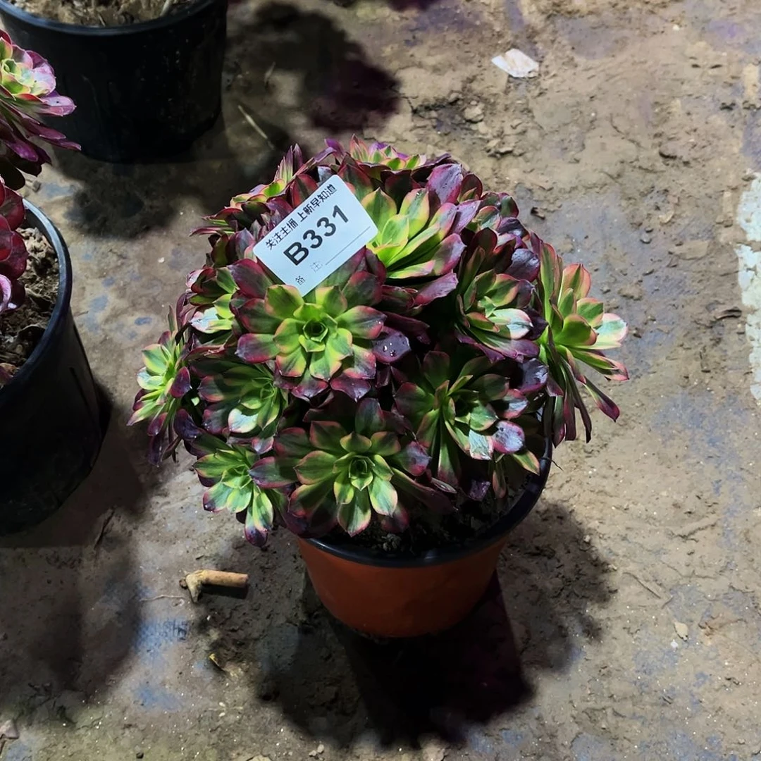 多肉植物331安娜