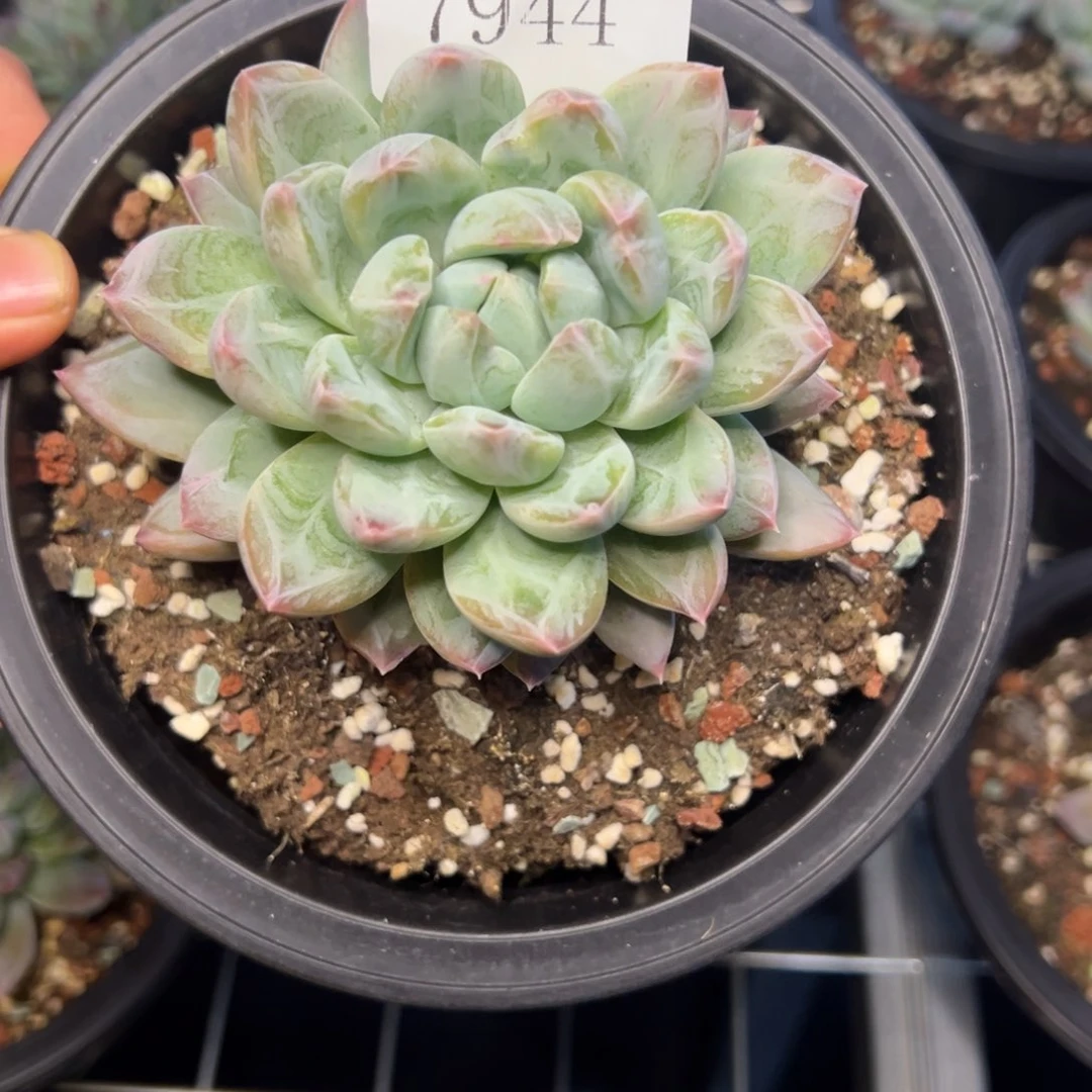 后***?7944多肉多肉多多