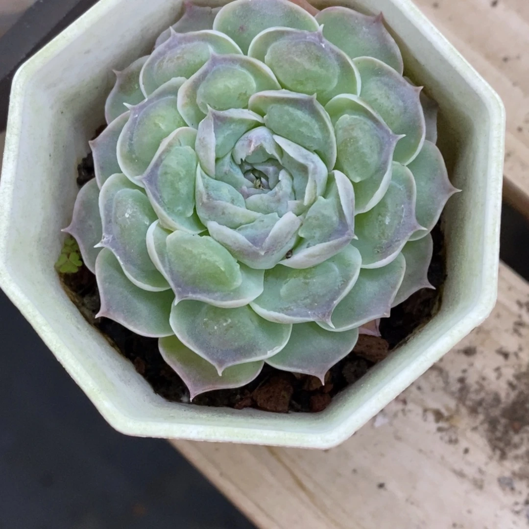 精品多肉一物一拍不包整273