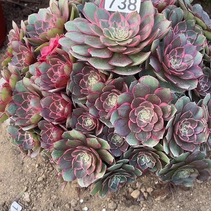 738粉花妖对肉植物