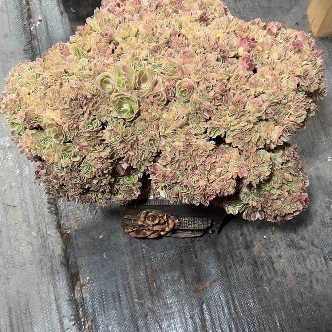 杨***洋女神缀化老桩厚板圆球带盆物流