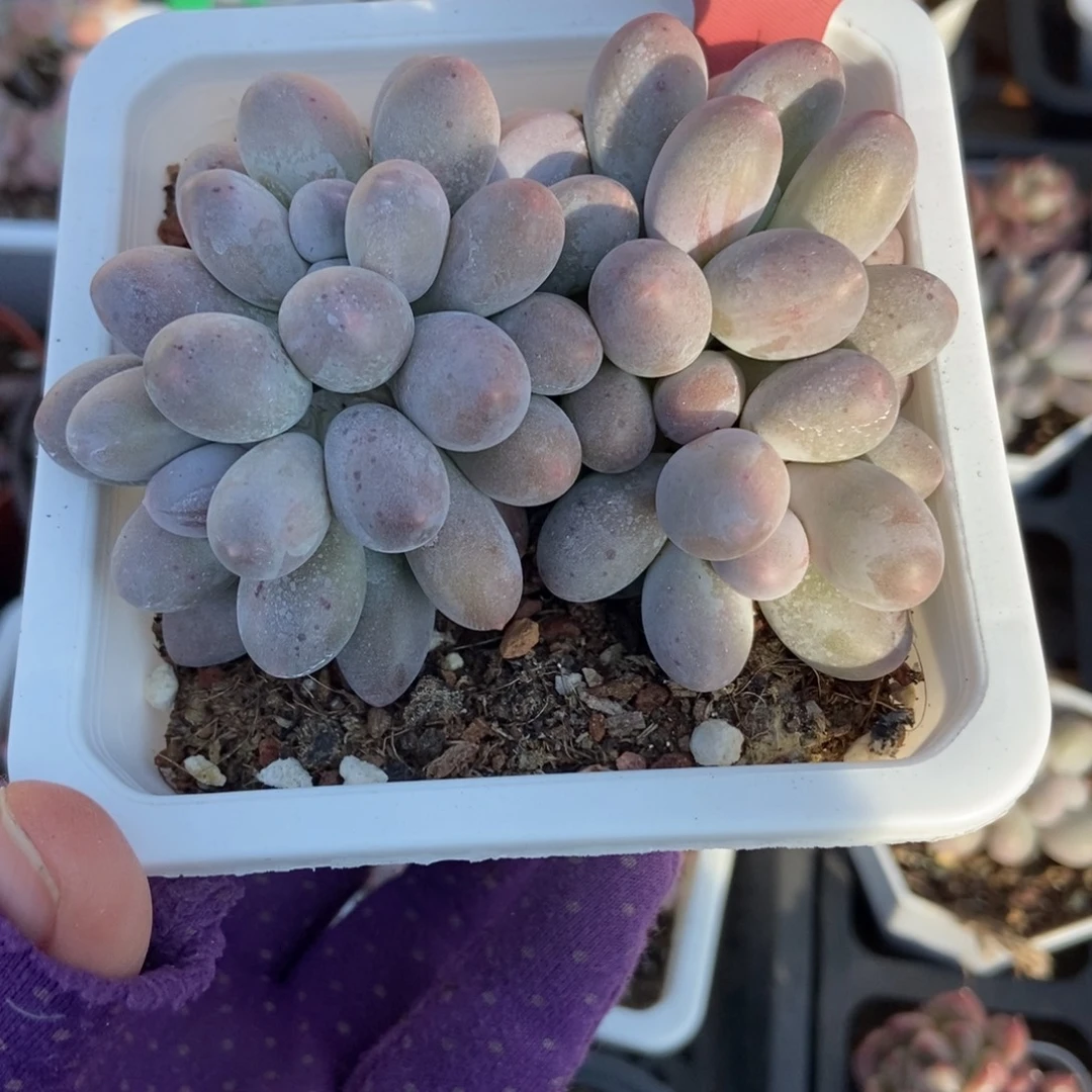 7309汤圆多肉植物