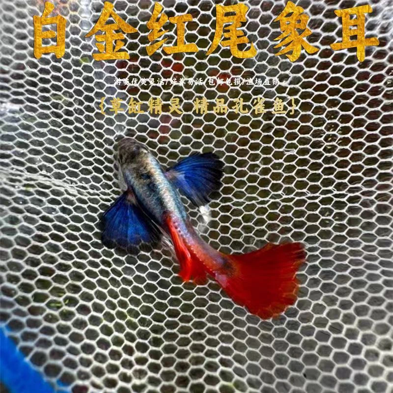 泰系白金象耳精品观赏鱼进口赛级小种白云鱼