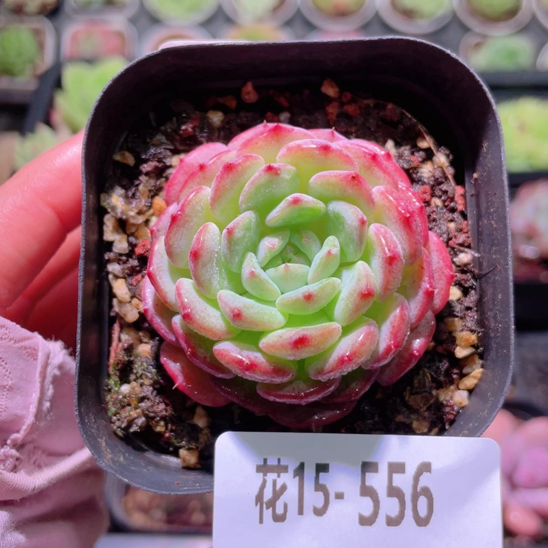 花利美15-556哈尼