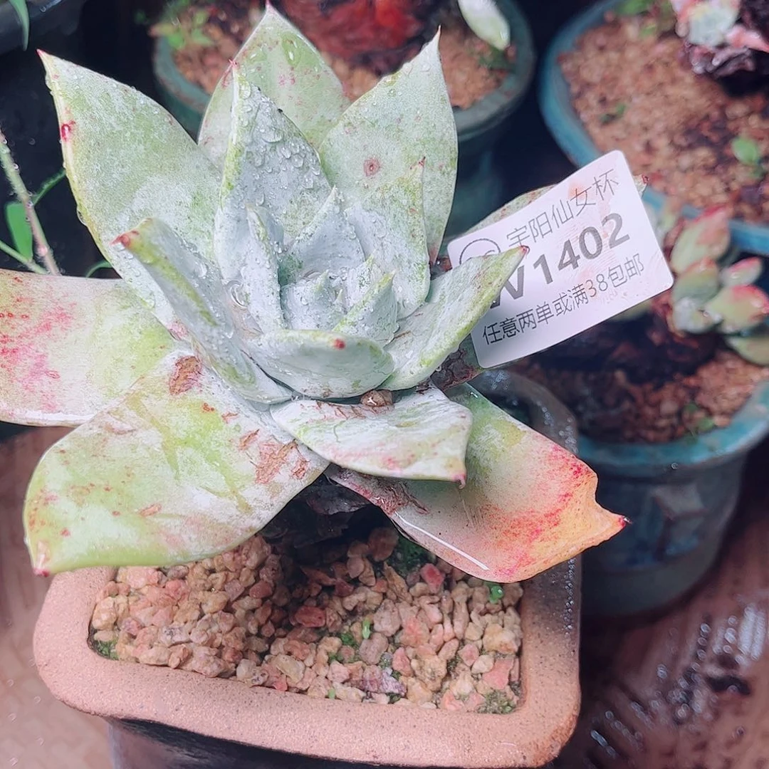 1402雪山仙女杯多肉