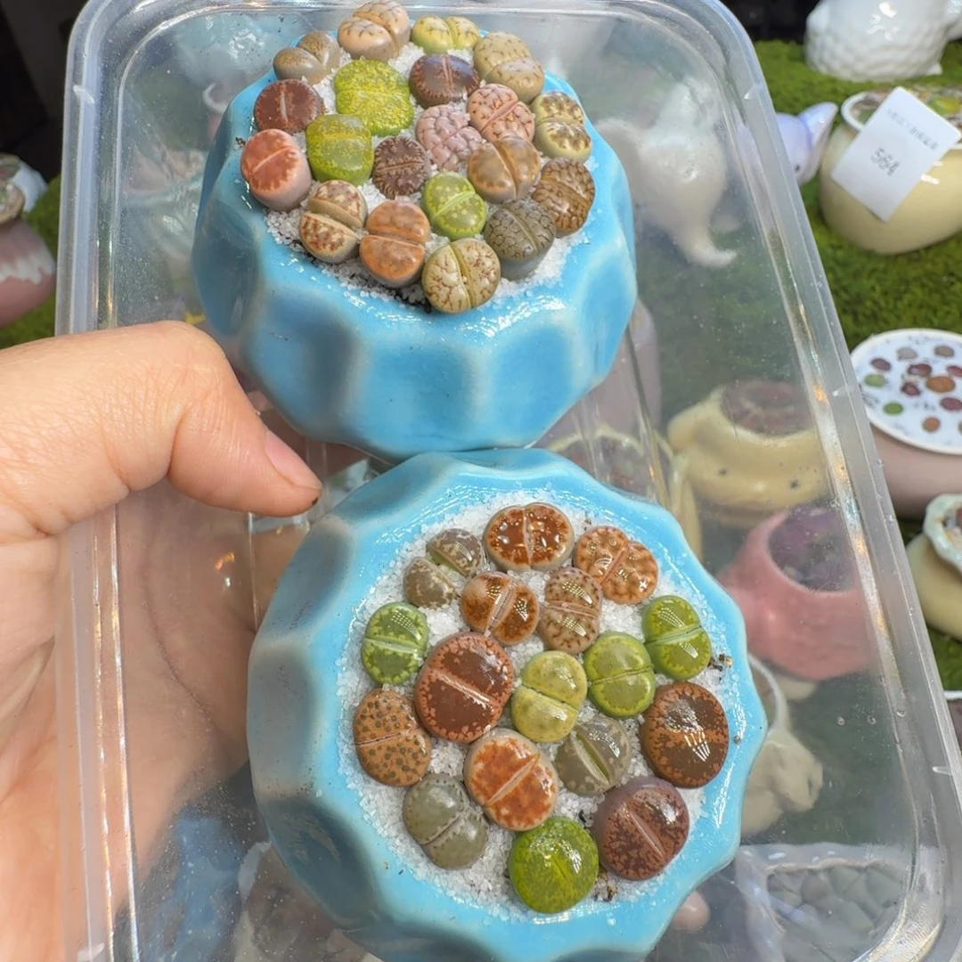 莉***多肉植物福利冲565