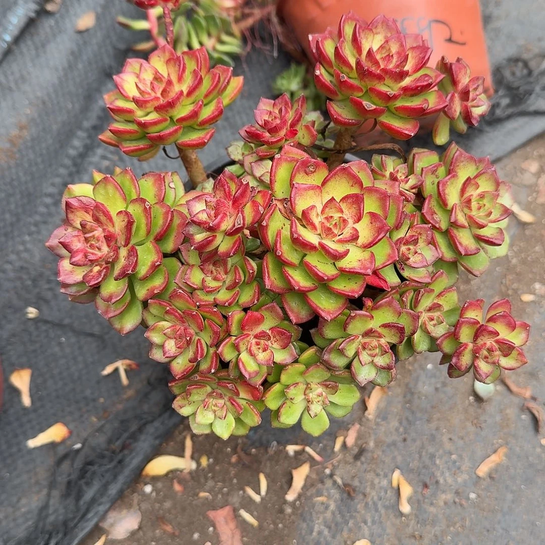 火焰抵押缀化多肉植物
