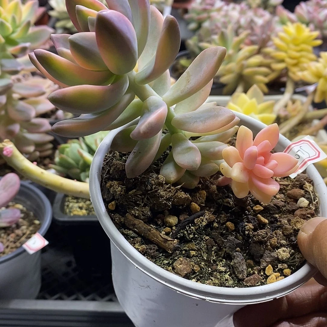 1075淡雪锦多肉植物