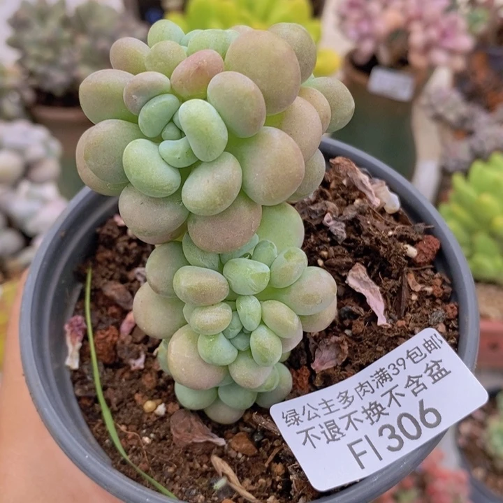 水晶洛神树306多肉植物