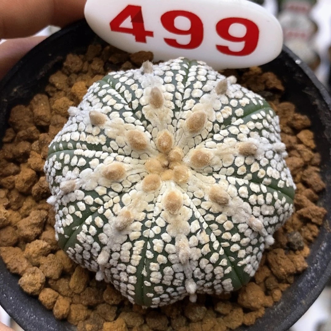 499福利特价咯特价咯奇迹