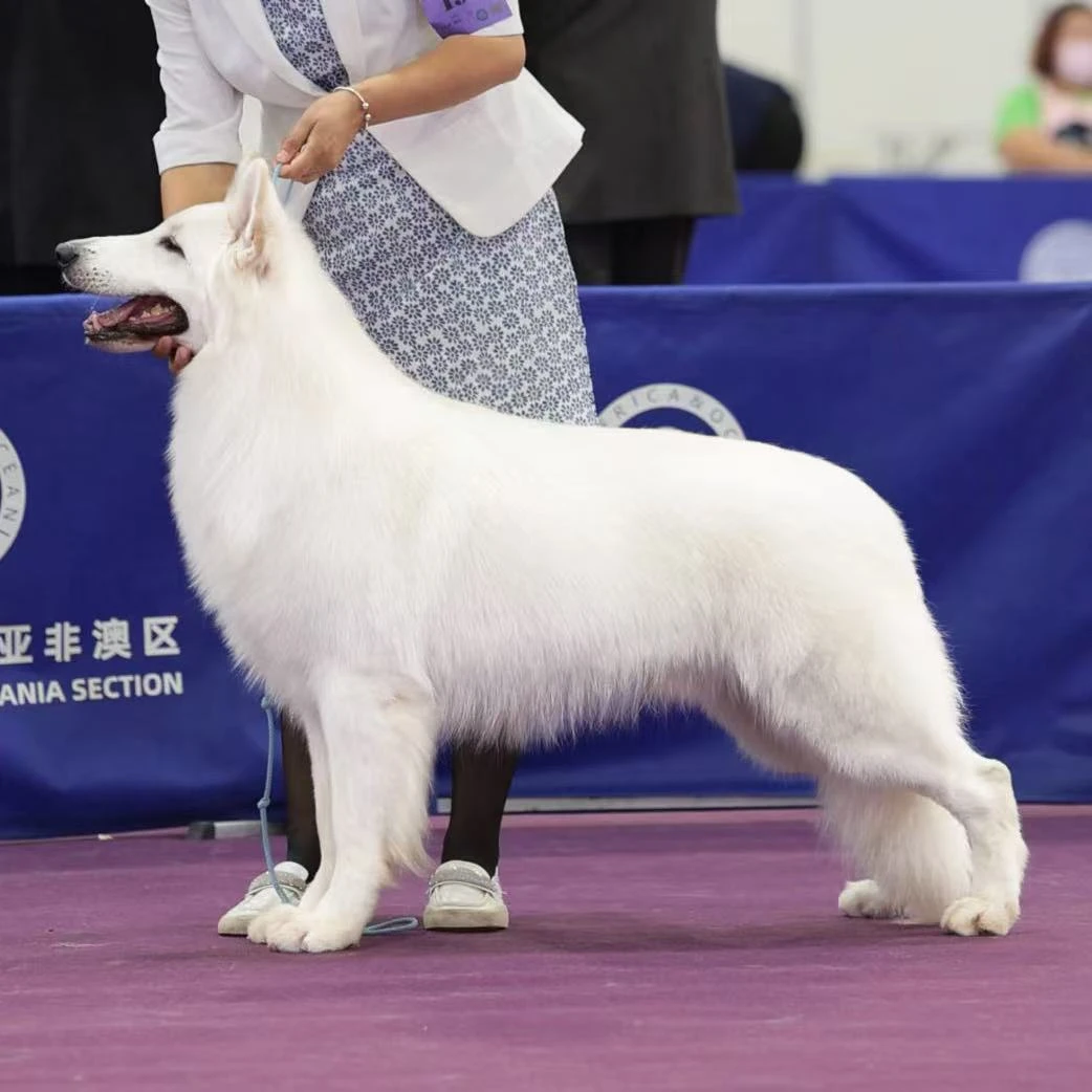 【筑星犬舍】cku赛级双血统瑞士牧羊犬白德牧 瑞牧犬舍 活体狗狗